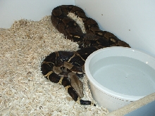 Adult Female BCI